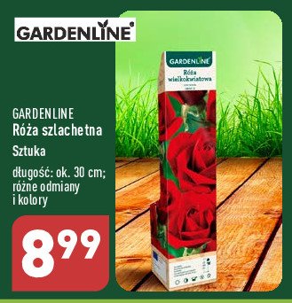 Róża szlachetna GARDEN LINE promocja
