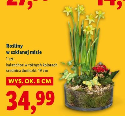 Rośliny w szklanej misie promocja w Lidl