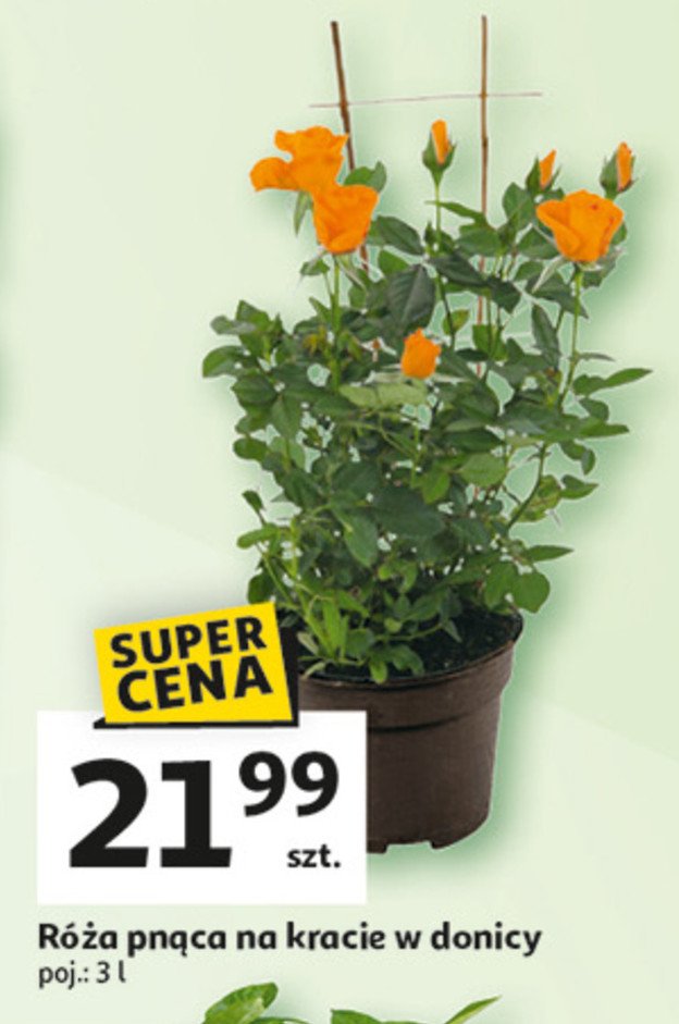 Róża pnąca promocja