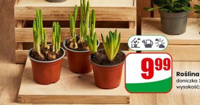Roślina cebulowa doniczka 12 cm promocja w Dino