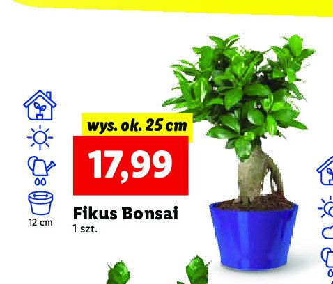 Fikus bonsai 25 cm promocja