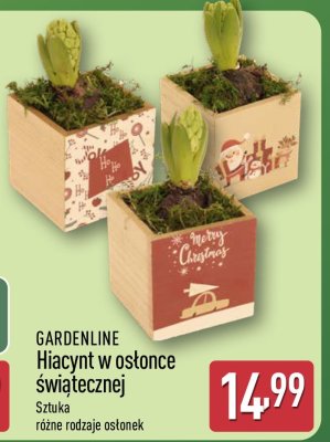 Hiacynt w osłonce świątecznej  promocja w Aldi