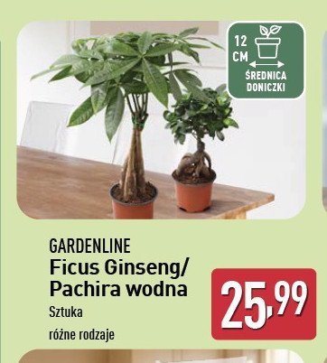 Ficus ginseng promocja w Aldi