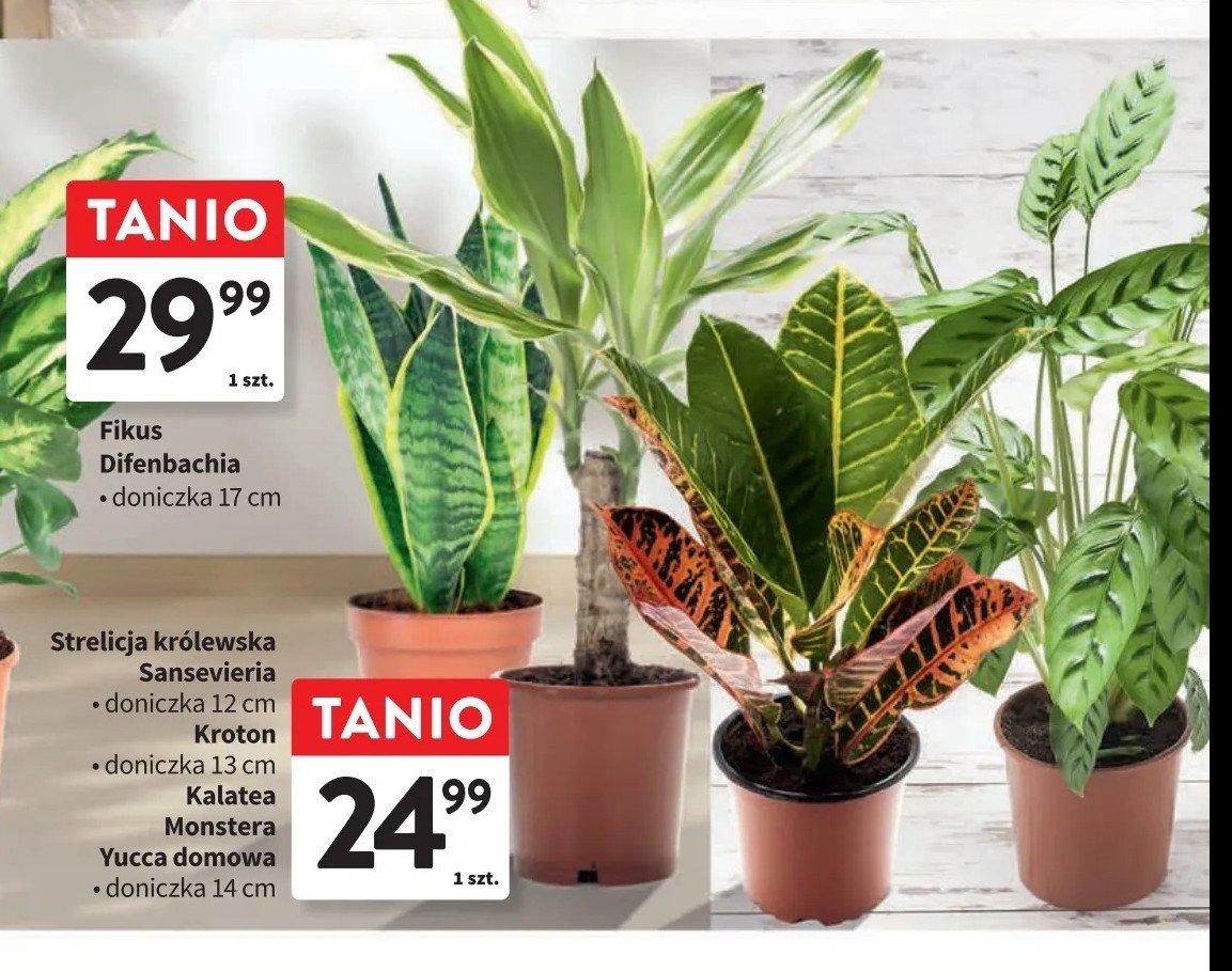 Kroton wilma promocja