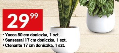 Sansevieria 17 cm doniczka, 1 szt. promocja w Twój Market
