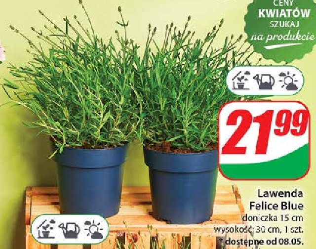 Lawenda felice blue don. 15 cm promocja