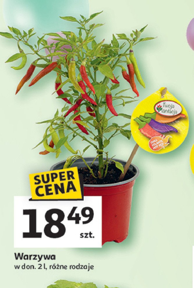 Papryczki chili w doniczce promocja w Auchan