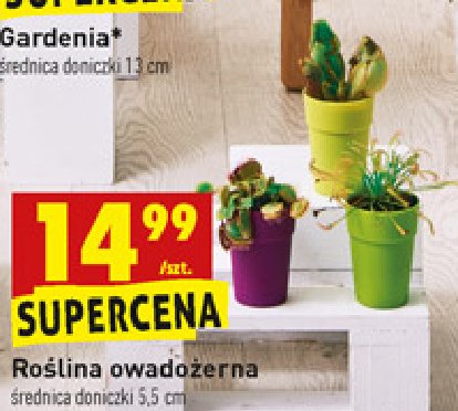 Ro艣lina owado偶erna don. 5.5 cm promocja
