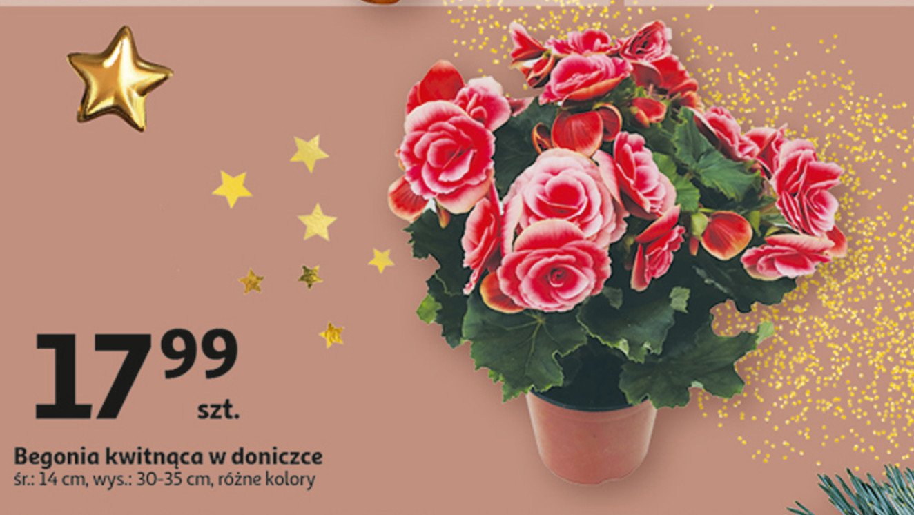 Begonia kwitn膮ca don. 14 cm promocja