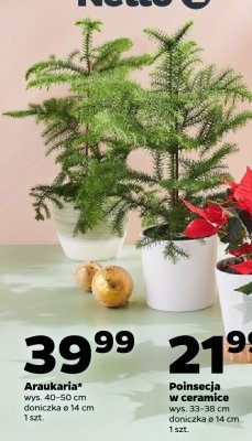 Poinsecja w ceramice promocja w Netto