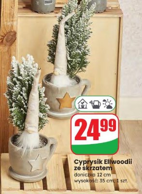 Cyprysik Ellwoodii ze skrzatem 12 cm promocja w Dino