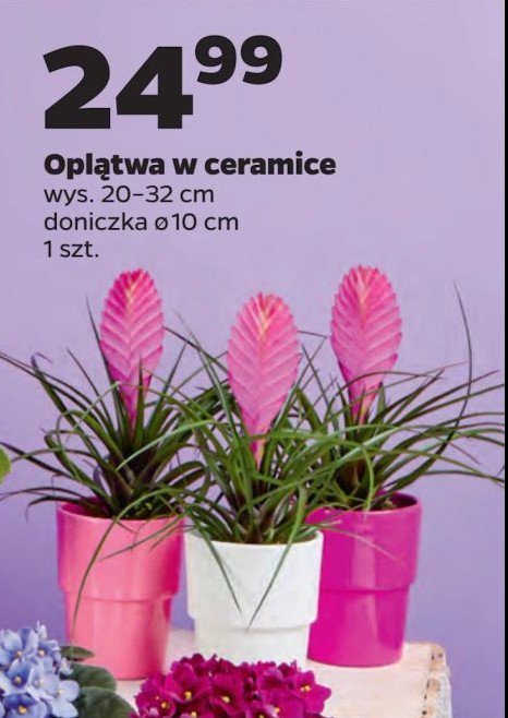 Oplątwa promocja