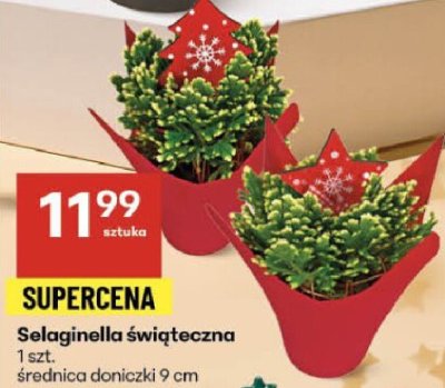 Selaginella świąteczna promocja w Delikatesy Centrum