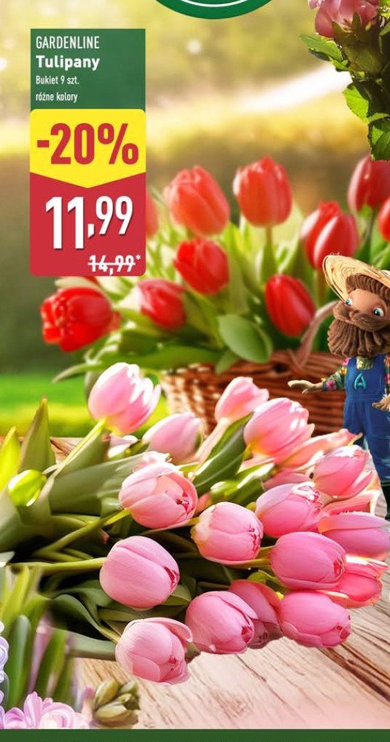 Tulipany GARDEN LINE promocja