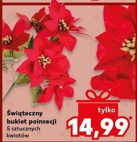 Poinsecja bukiet promocja w Kaufland