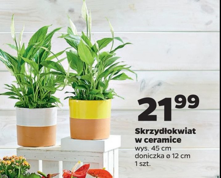 Skrzydłokwiat don. 12 cm promocja