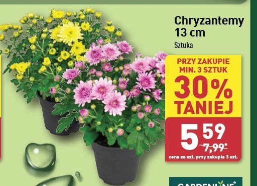 Chryzantema wys. 13 cm promocja w Aldi