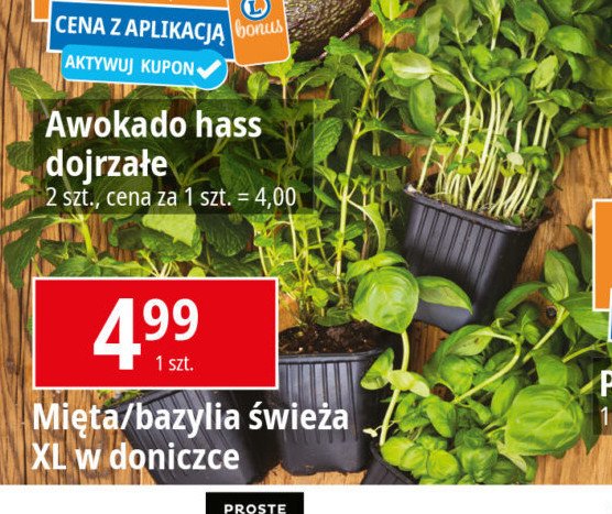 Bazylia doniczka xxl promocja