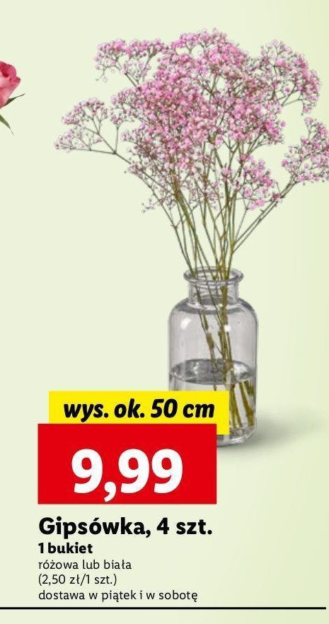 Gipsówka 50 cm biała promocja