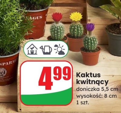 Kaktus kwitnący doniczka 5,5 cm promocja w Dino