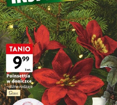 Poinsettia w doniczce, różne rodzaje promocja w Intermarche