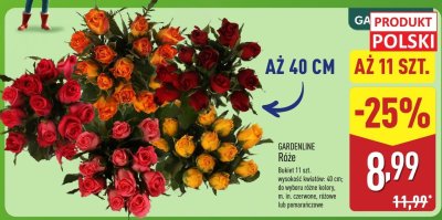 Róże GARDENLINE promocja w Aldi