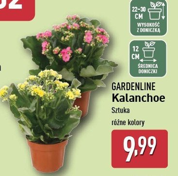 Kalanchoe w doniczce 12 cm promocja w Aldi