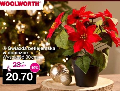 Gwiazda betlejemska w doniczce wysokość 30 cm promocja w Woolworth