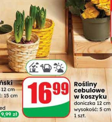 Rośliny cebulowe w koszyku doniczka 12 cm wysokość: 5 cm promocja w Dino