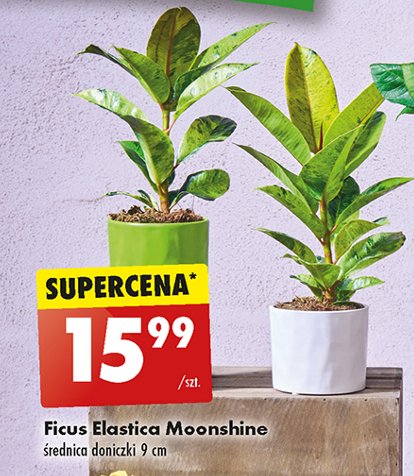 Ficus elastica promocja