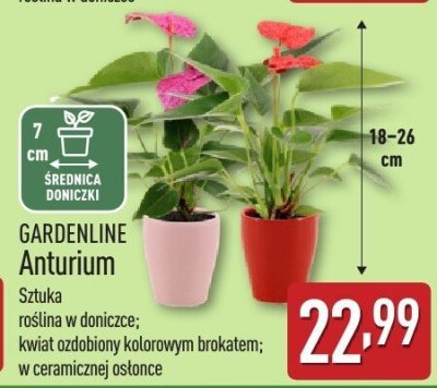 Anturium promocja w Aldi