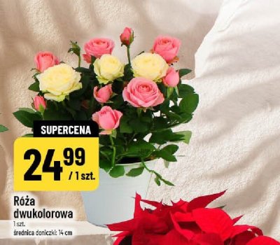 Gazetka, strona 14 promocja w POLOmarket