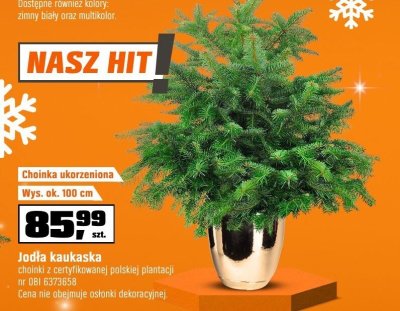 Choinka ukorzeniowa jodła kaukaska choinka z certyfikowanej polskiej plantacji OBI promocja