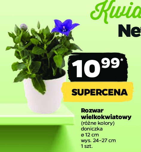 Rozwar wielkokwiatowy 12 cm promocja