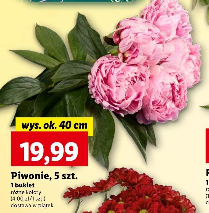 Piwonie 40 cm promocja