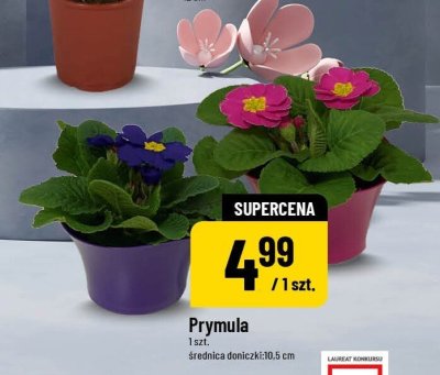 Prymula promocja w POLOmarket