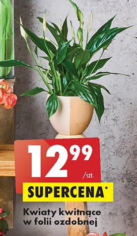 Storczyk w szkle promocja