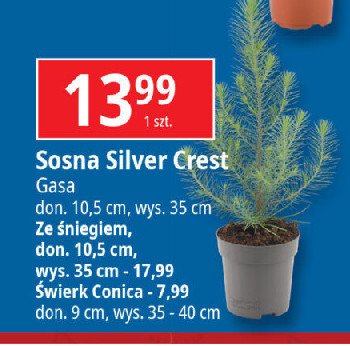 Sosna silver crest ze śniegiem 10.5 cm Gasa group promocja