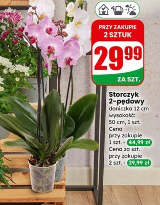 Storczyk 2-pędowy doniczka 12 cm promocja w Dino
