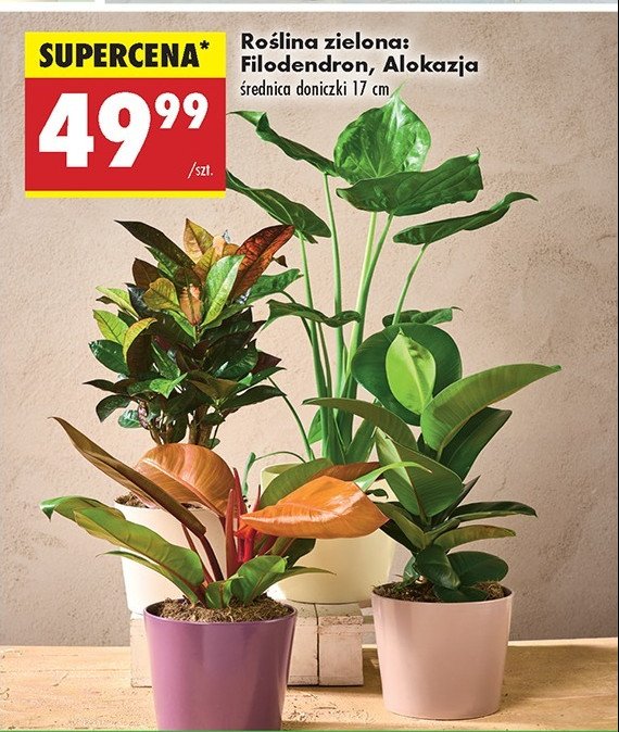 Filodendron 17 cm promocja w Biedronka