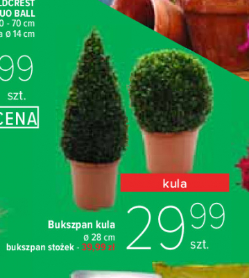 Bukszpan sto偶ek promocja