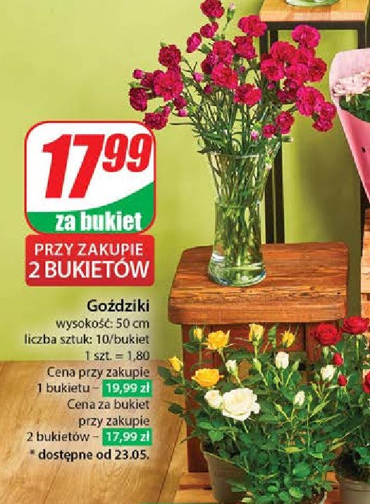 Goździki min. 50 cm promocja w Dino