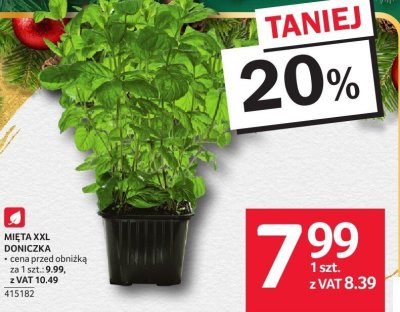 Mięta XXL doniczka promocja w Selgros