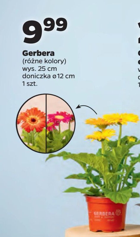 Gerbera 25 cm promocja