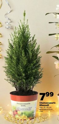 Roślina Chamaecyparis Ellwoodii Netto promocja w Netto