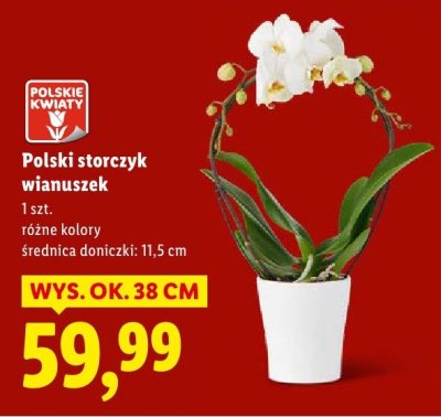 Polski storczyk wianuszek promocja w Lidl