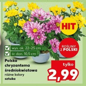 Chryzantema średniokwiatowa 20 cm promocja