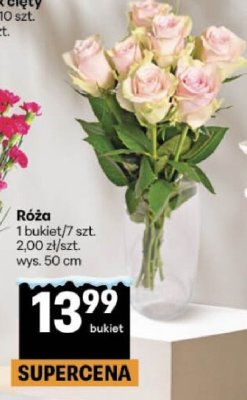 Róża promocja w Delikatesy Centrum