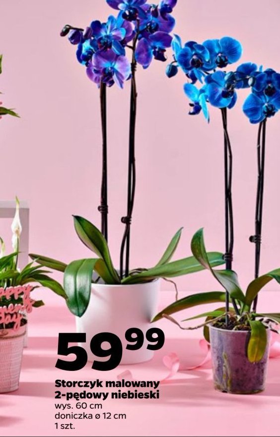 Storczyk 2-pędowy niebieski don. 12 cm promocja