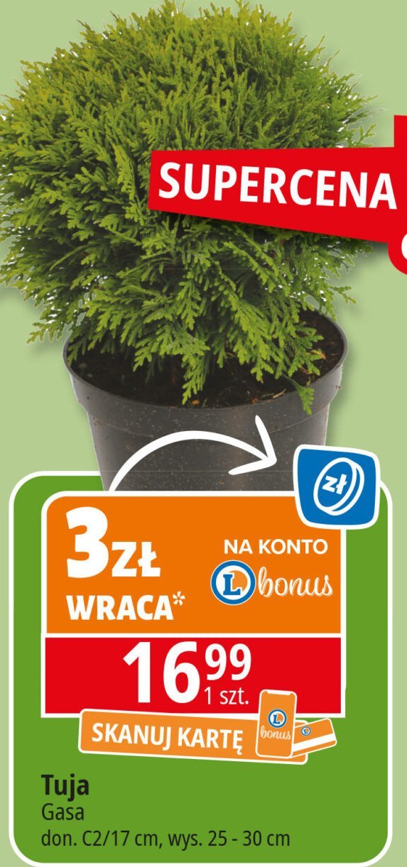 Tuja don. 17 cm Gasa group promocja